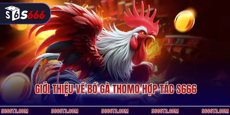 Giới thiệu về bồ gà thomo hợp tác S666